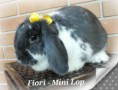 /album/filhotes-mini-lop/cymera-20140424-153403-jpg1/