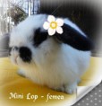 /album/filhotes-mini-lop/cymera-20140609-210354-jpg/