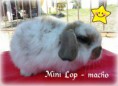 /album/filhotes-mini-lop/cymera-20140609-213640-jpg/
