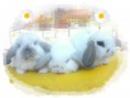 /album/filhotes-mini-lop/cam06172-jpg/