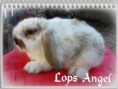 /album/filhotes-mini-lop/cymera-20140708-155841-jpg/